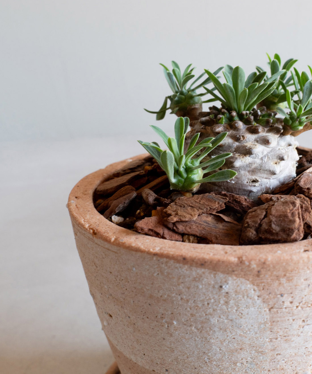 信楽らしい荒土の植木鉢シリーズHIBIの特徴