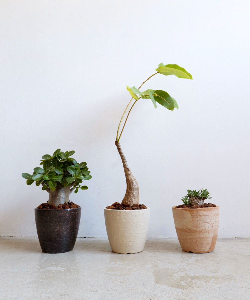 信楽らしい荒土の植木鉢シリーズHIBIの特徴