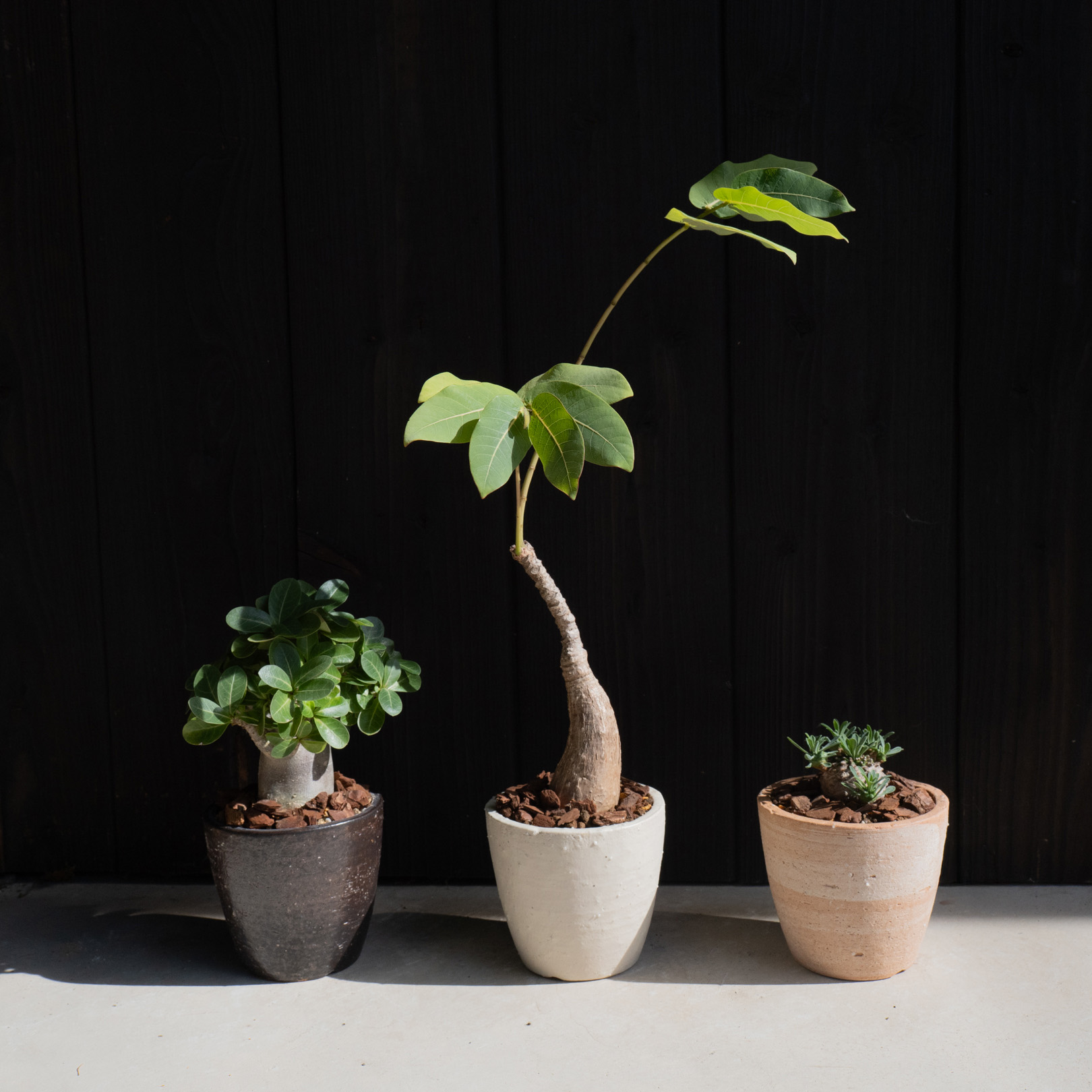 観葉植物に最適な4号サイズの鉢