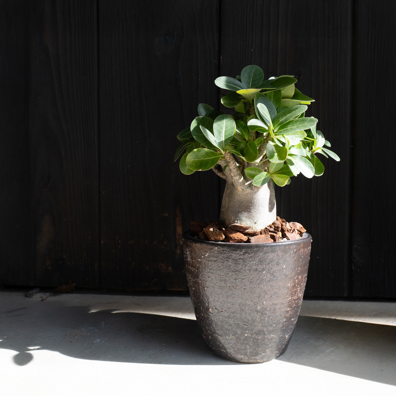 観葉植物に最適な4号サイズの鉢