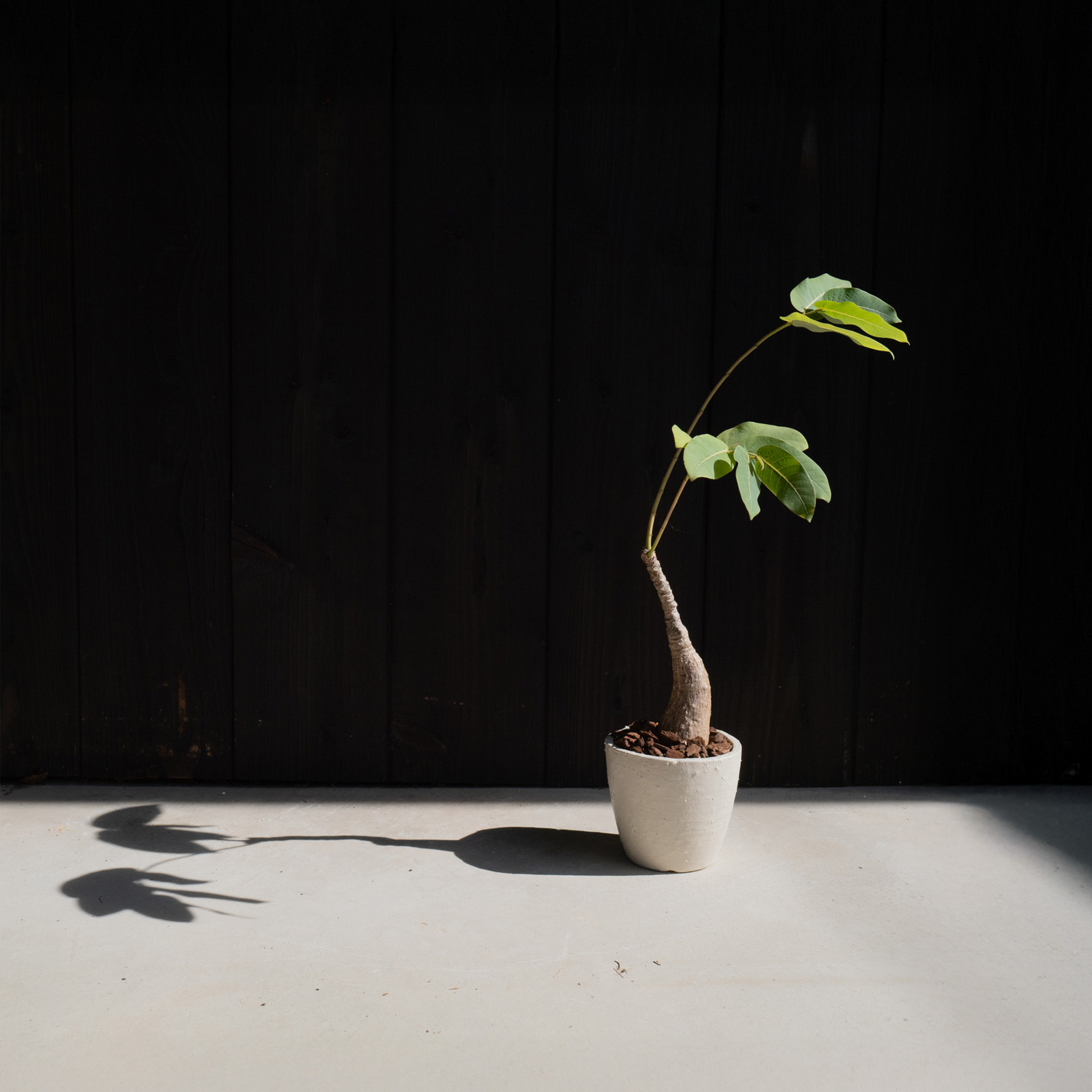 観葉植物に最適な4号サイズの鉢