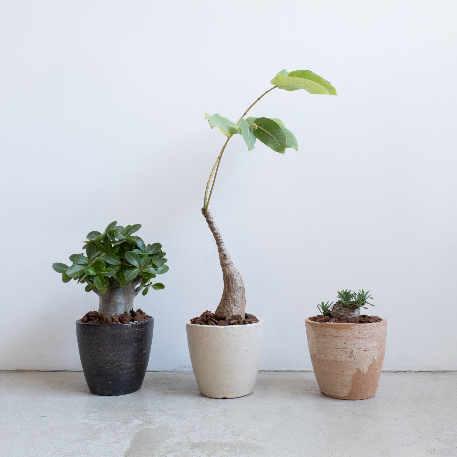 3色展開の植木鉢 白・黒・緋色