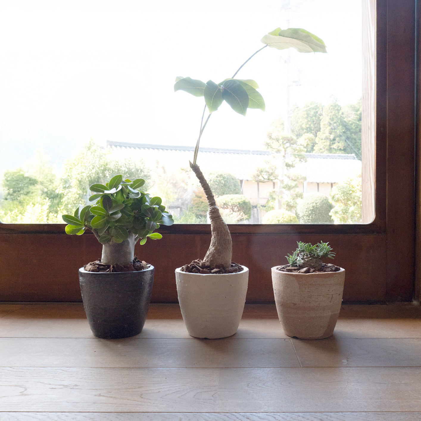 陶器製の植木鉢 室内用におすすめ