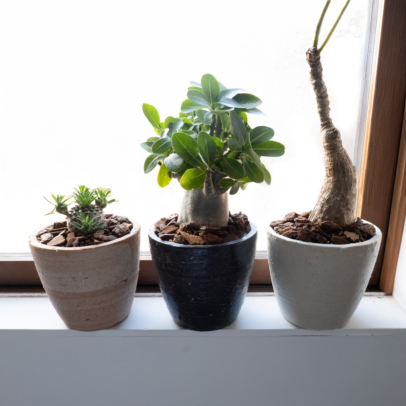 陶器製の植木鉢 室内用におすすめ