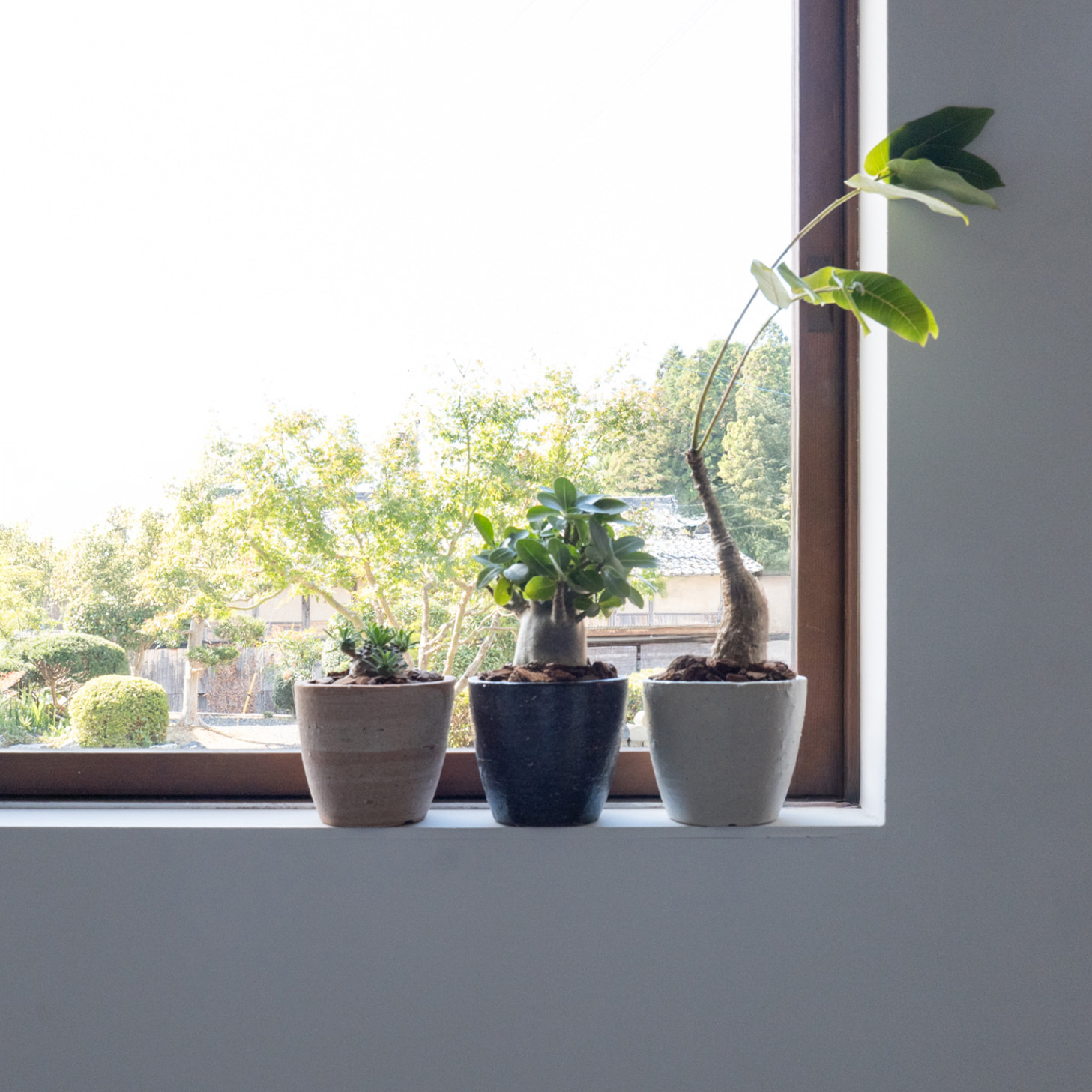 陶器製の植木鉢 室内用におすすめ