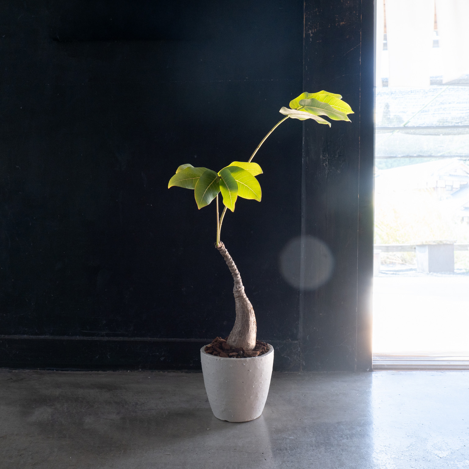 観葉植物に最適な4号サイズの鉢