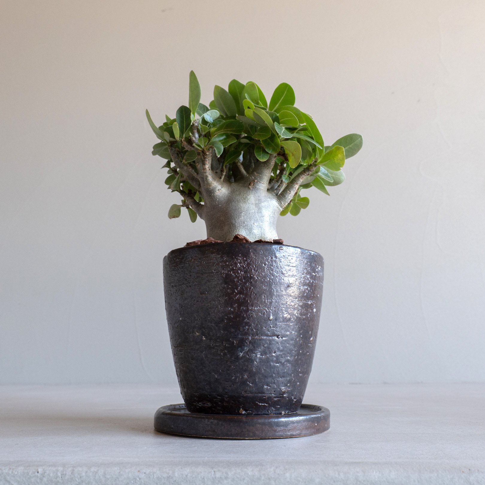 観葉植物に最適な4号サイズの鉢