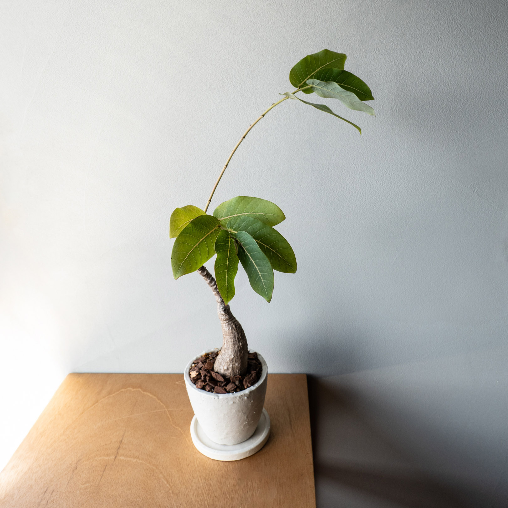 陶器製の植木鉢 室内用におすすめ
