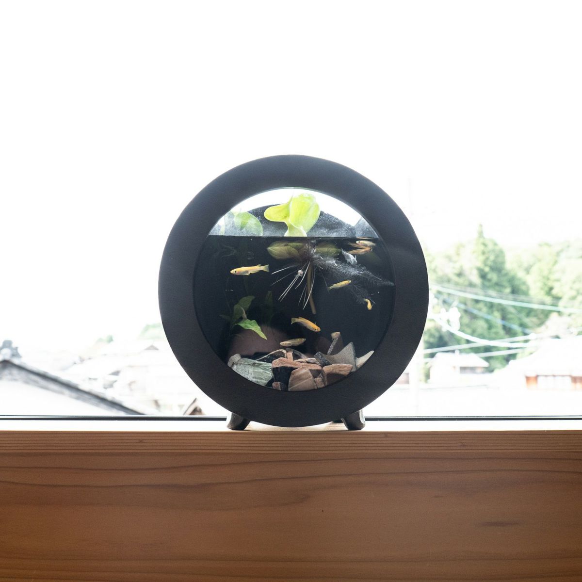 丸水槽・中（黒） | 明山 オンラインショップ